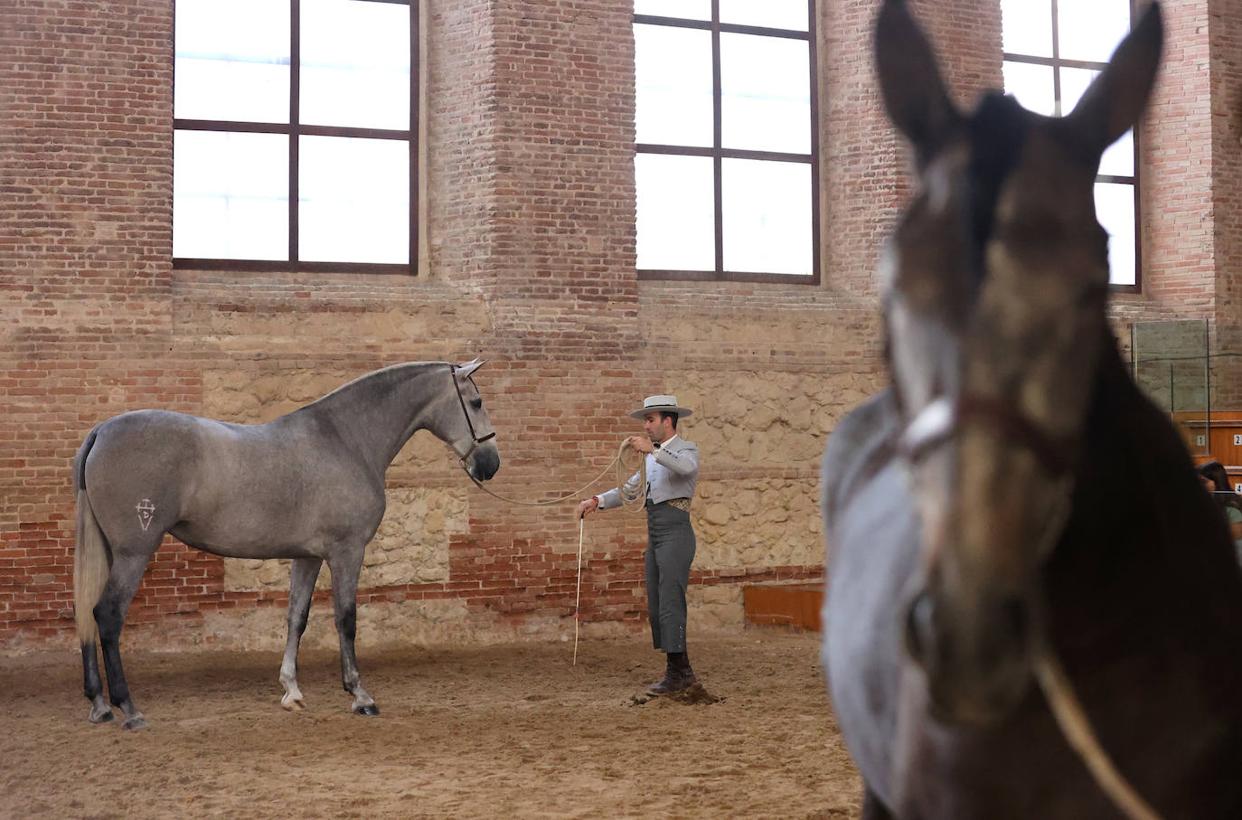 En imágenes, estética y excelencia en el Concurso Morfológico de Pura Raza en Cabalcor