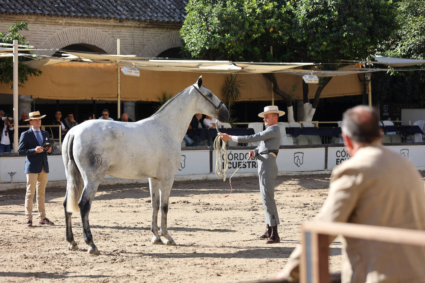 En imágenes, estética y excelencia en el Concurso Morfológico de Pura Raza en Cabalcor