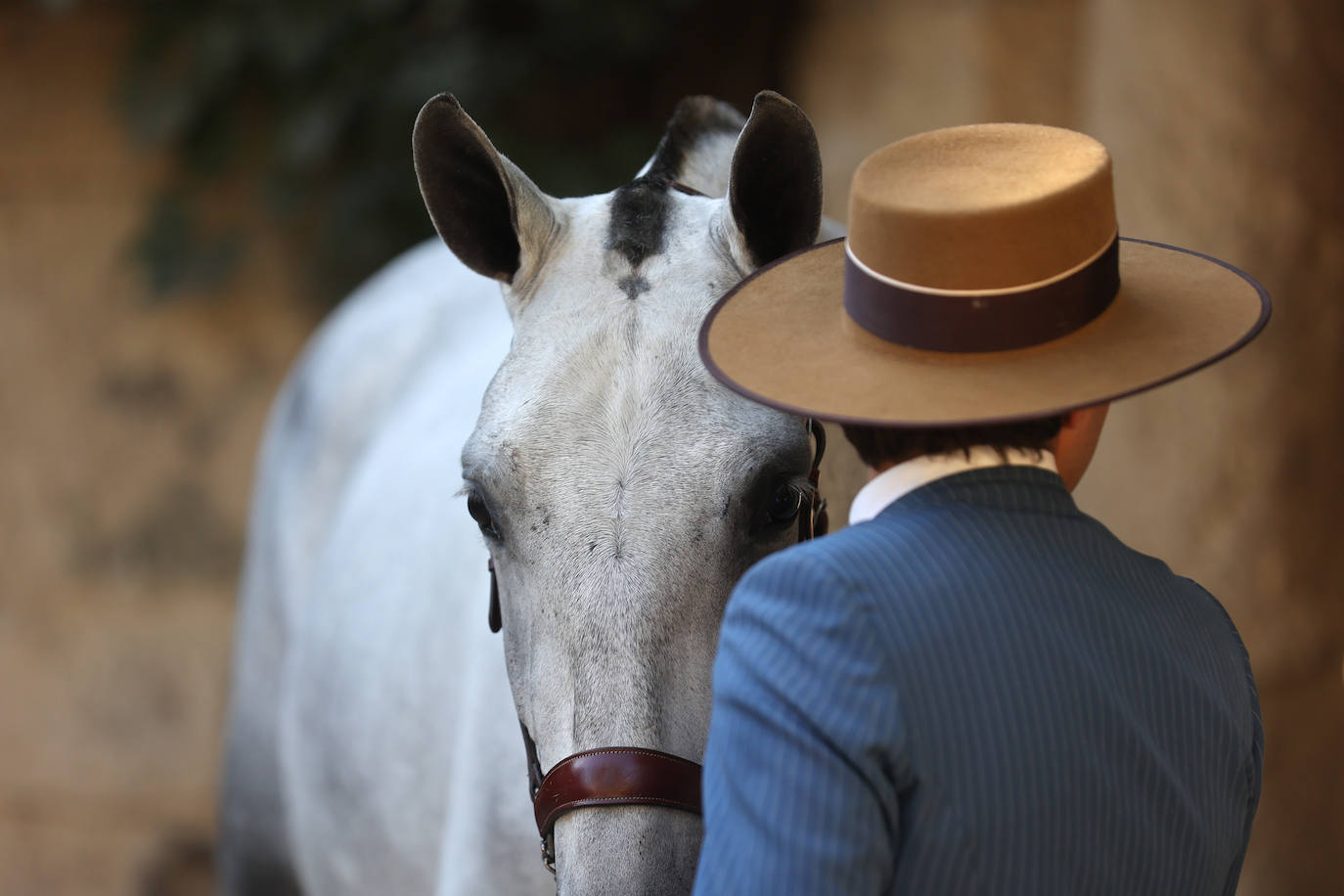 En imágenes, estética y excelencia en el Concurso Morfológico de Pura Raza en Cabalcor