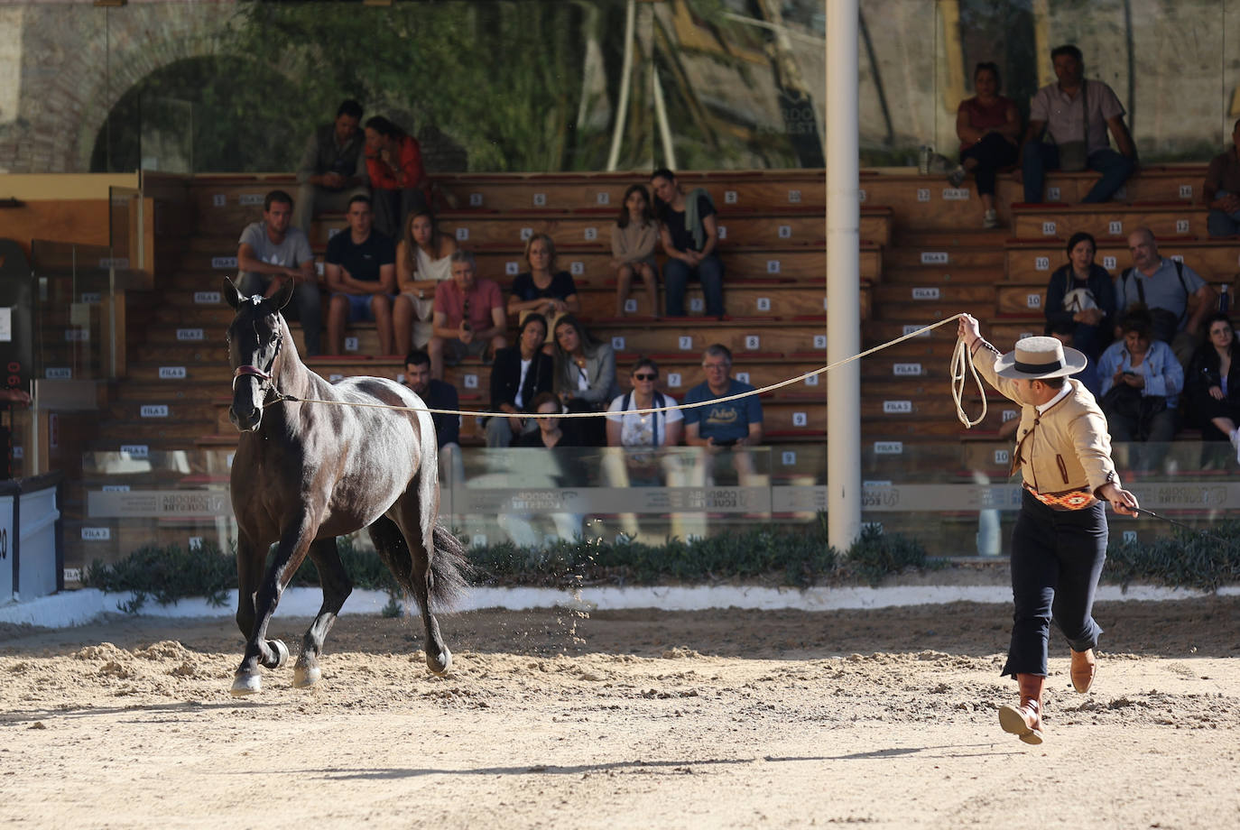 En imágenes, estética y excelencia en el Concurso Morfológico de Pura Raza en Cabalcor