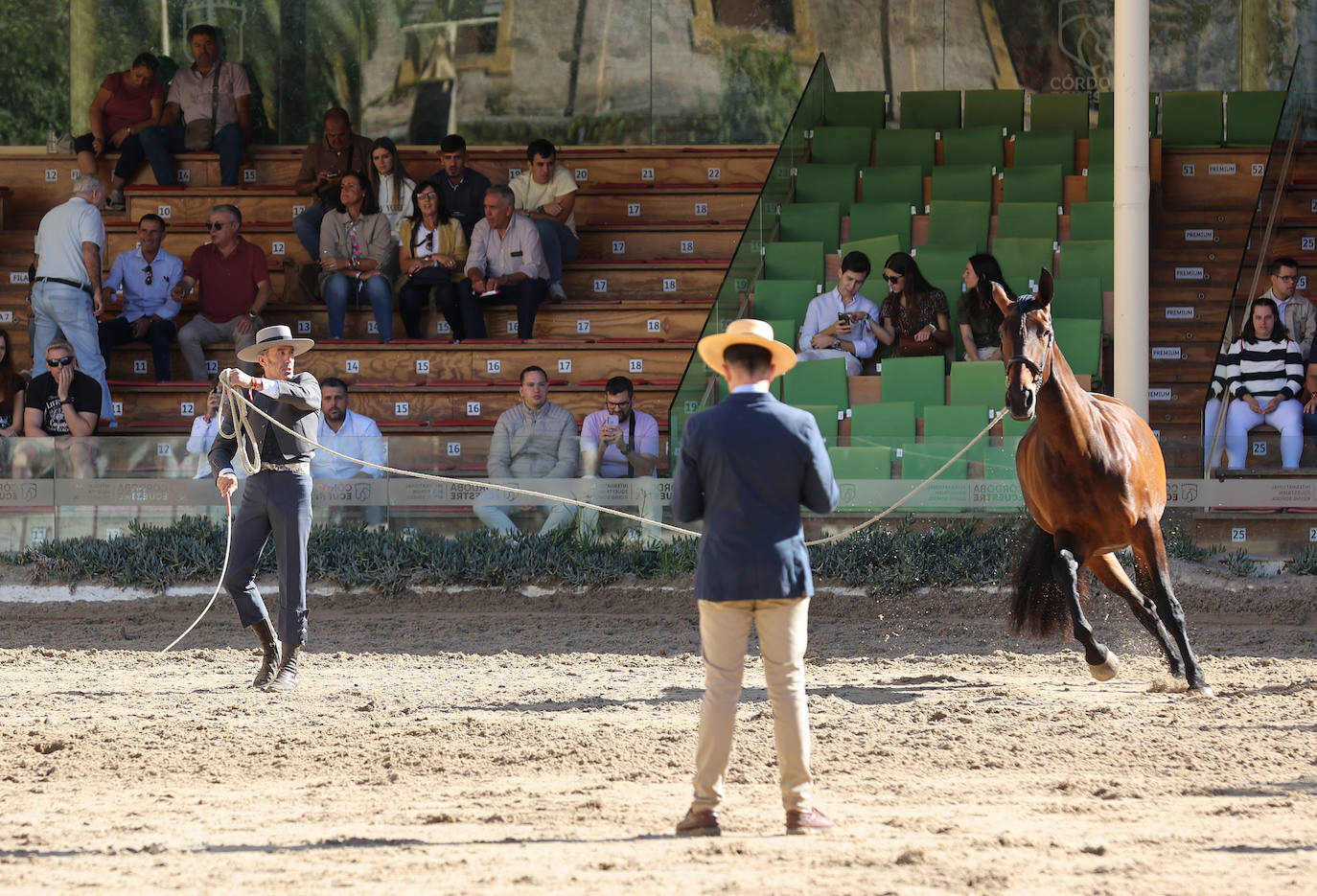 En imágenes, estética y excelencia en el Concurso Morfológico de Pura Raza en Cabalcor