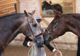 En imágenes, estética y excelencia en el Concurso Morfológico de Pura Raza en Cabalcor