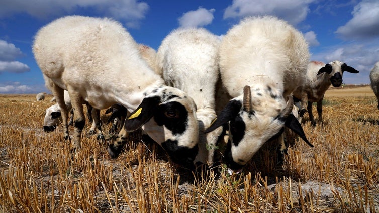 Más de un millón de euros para 740.000 vacunas con las que «prevenir» la lengua azul en el ovino de Castilla y León