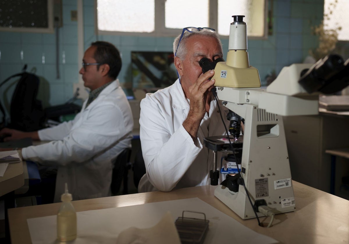 El doctor Jorge del Romero, al microscopio en el centro Sandoval