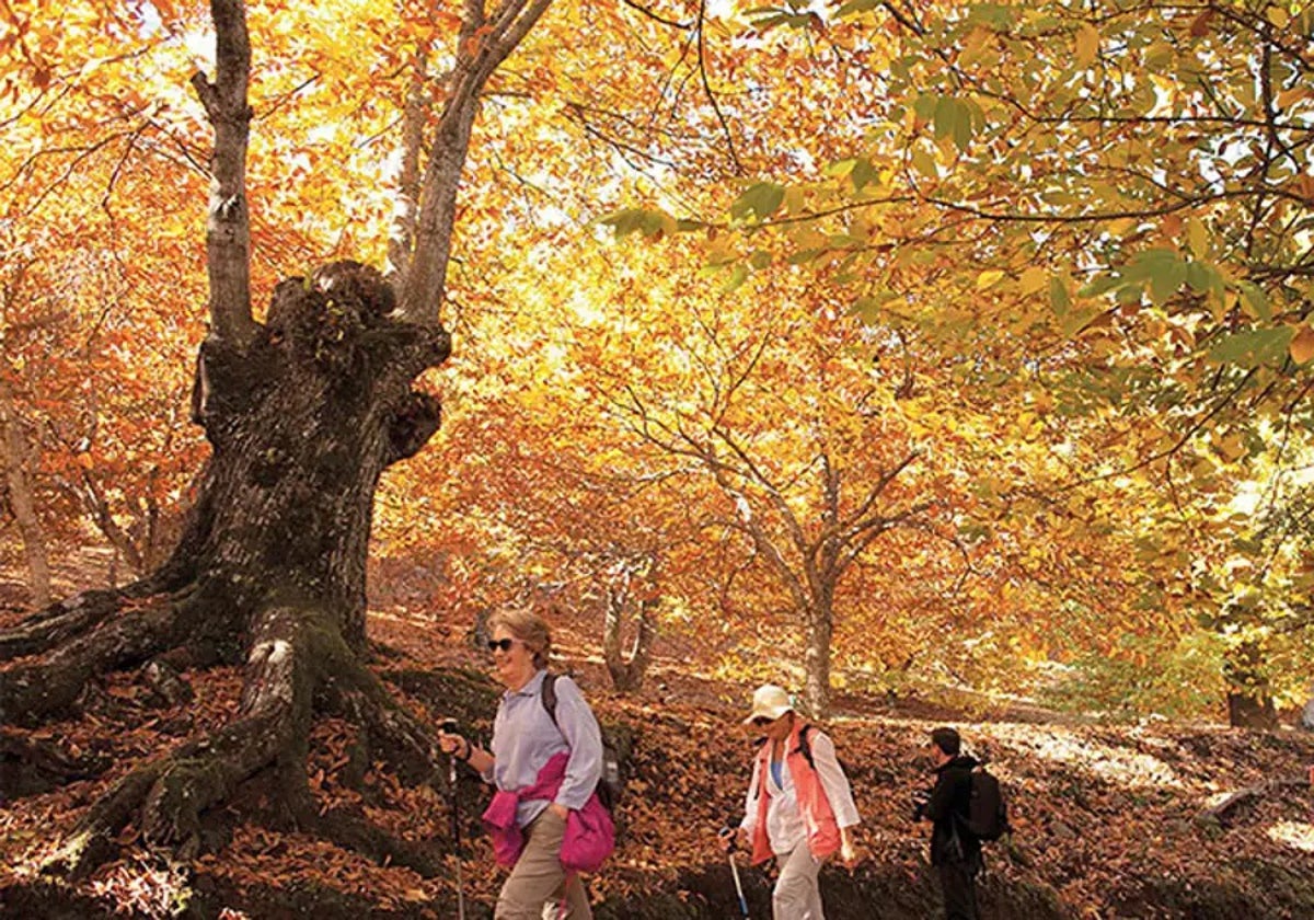 Bosque de cobre