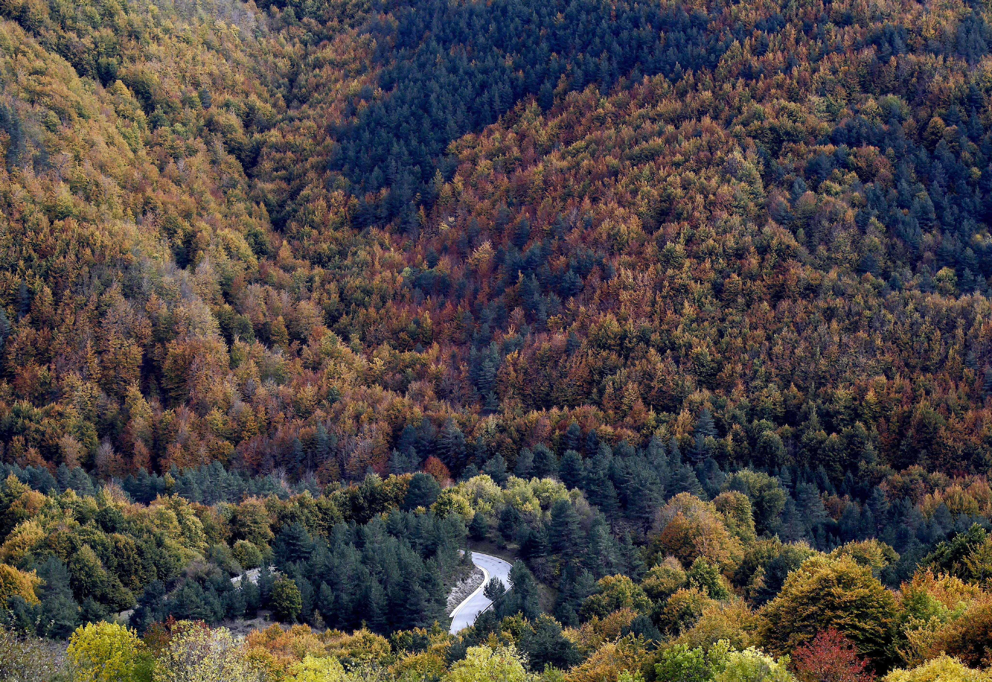 Bosque de hayas en la selva de Irati, en Navarra