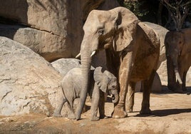 Los Bioparc instan a despertar la esencia animal de la especie humana