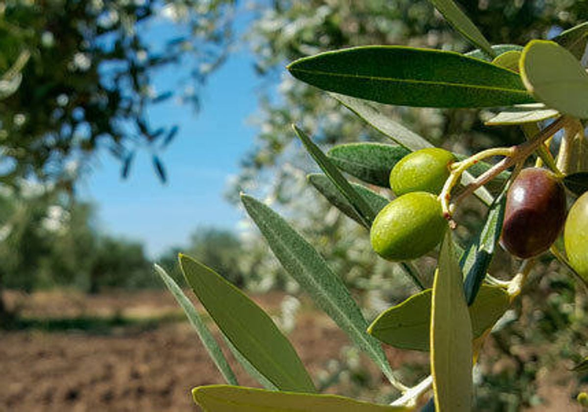 La producción de aceite de oliva se incrementará un 29% en Castilla-La Mancha