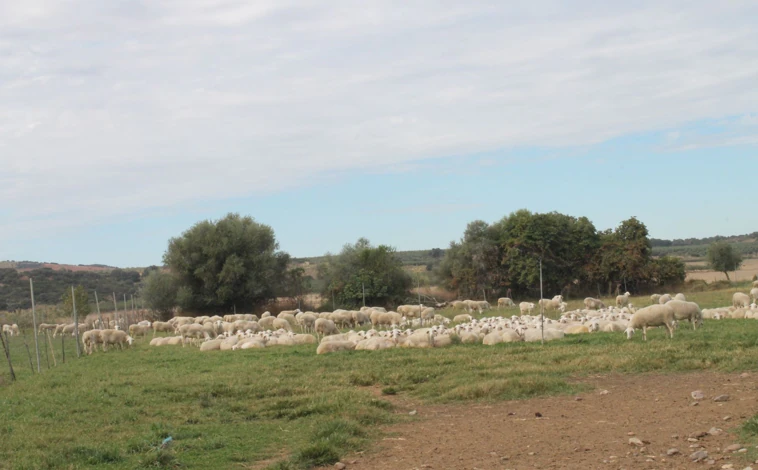 Imagen principal - Casas de Hualdo, una oda al trabajo bien hecho en el campo