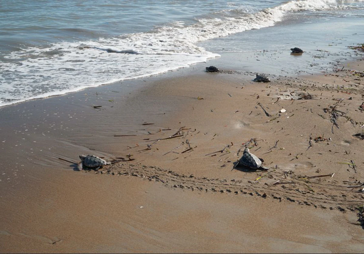 imagen de las tortugas regresando al mar en Denia (Alicante)