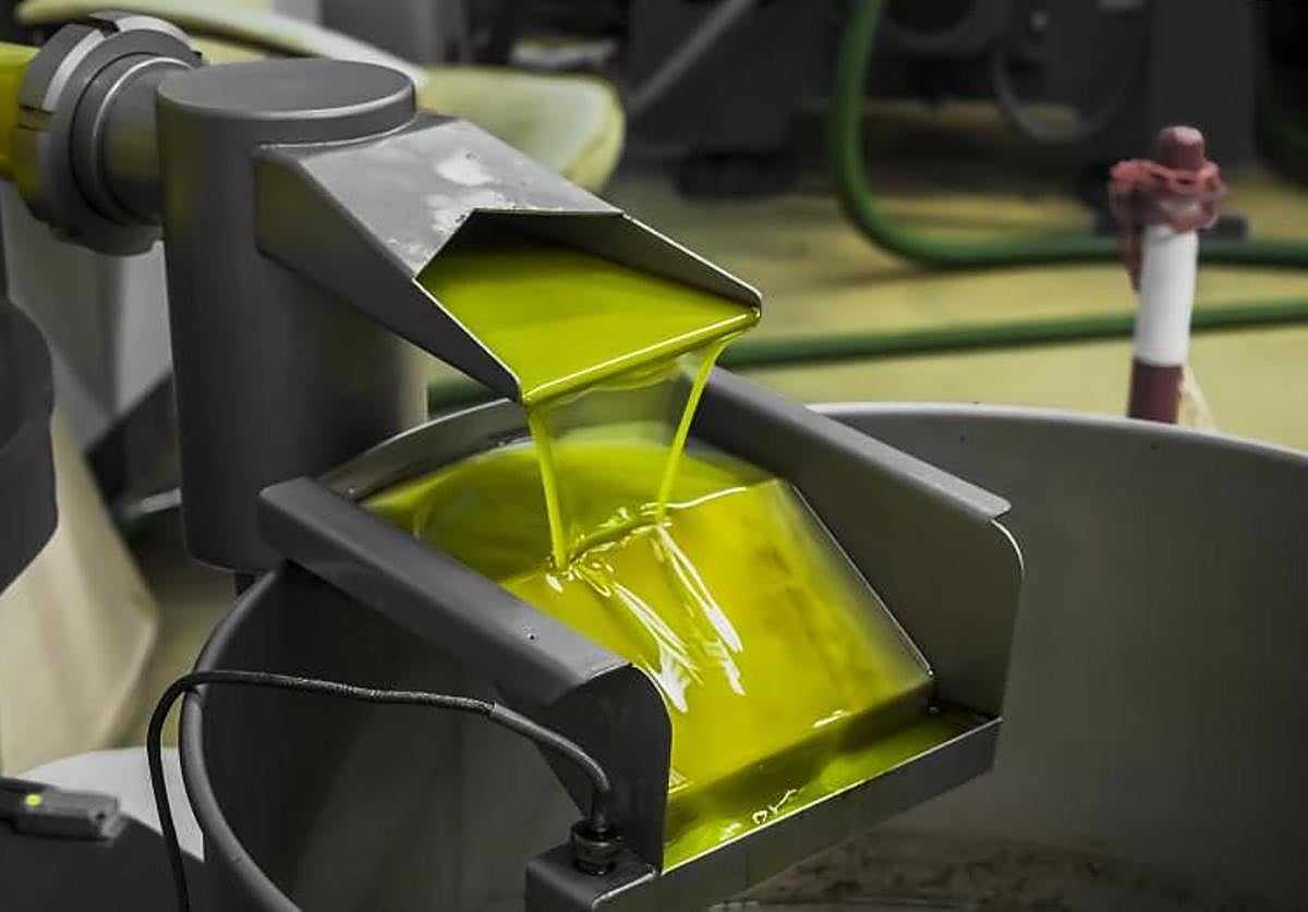Aceite de oliva durante su proceso de producción
