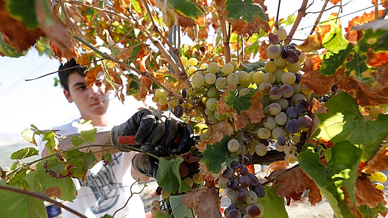 Las elecciones en el marco y las tensiones económicas aplazan la nueva Cata del Vino Montilla-Moriles