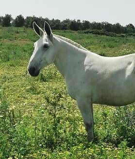 Imagen secundaria 2 - Arriba, caballos en pastoreo controlado en El Rocío. Abajo a la izquierda, voluntarias de la asociación El Burrito Feliz en una patrulla nocturna. Abajo a la derecha, un mulo suelto en las inmediaciones de Almonte