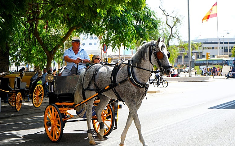 Imagen principal - Los coches de caballos podrán circular por el centro de Málaga hasta 2035 como muy tarde aunque el Ayuntamiento los quiere suprimir cuanto antes