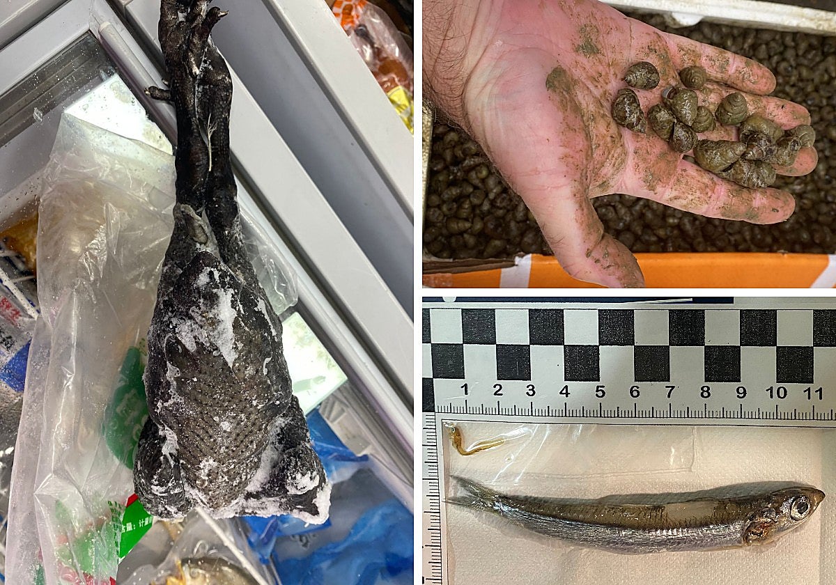 Una gallina negra (izquierda), los caracoles con fango y una cría de anchoa de 2 centímetros, comparada con una adulta