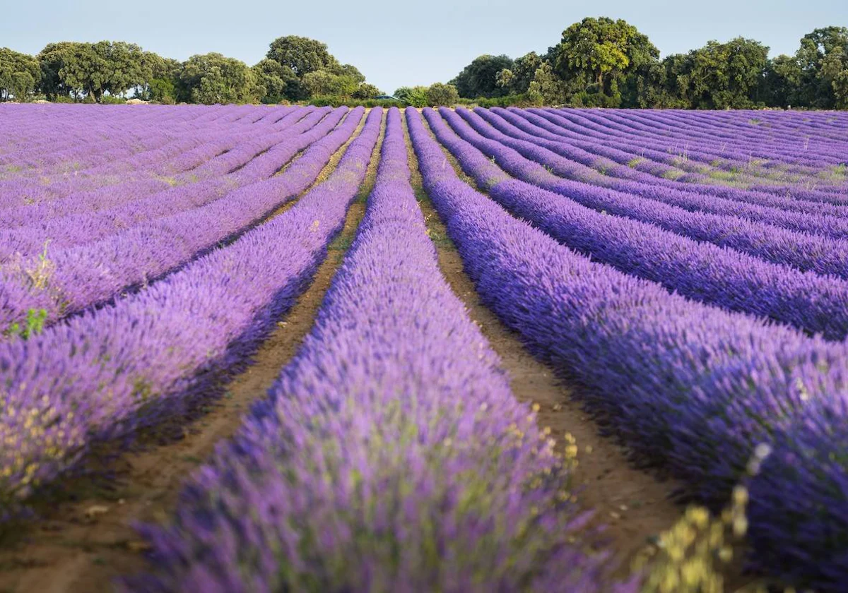 Denuncian que productores de La Alcarria comienzan a arrancar lavanda por falta de rentabilidad