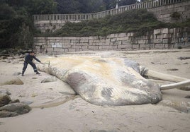 La borrasca Kirk arrastra una ballena muerta hasta una playa de Sangenjo