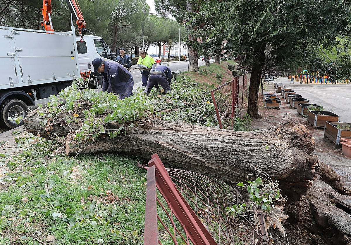 Árbol caído como consecuencia del huracán 'Kirk'