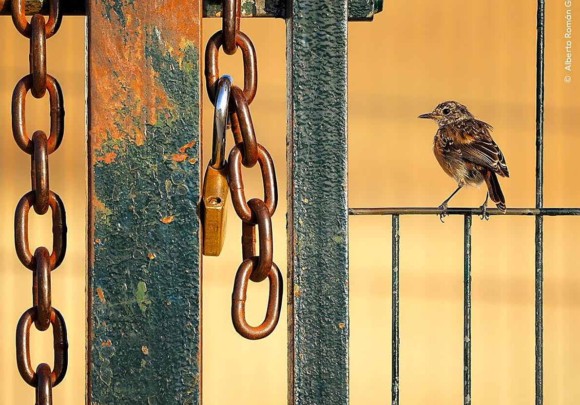 Fotografía premiada de Alberto Román en el WPY 2024 del Museo de Historia Natural de Londres
