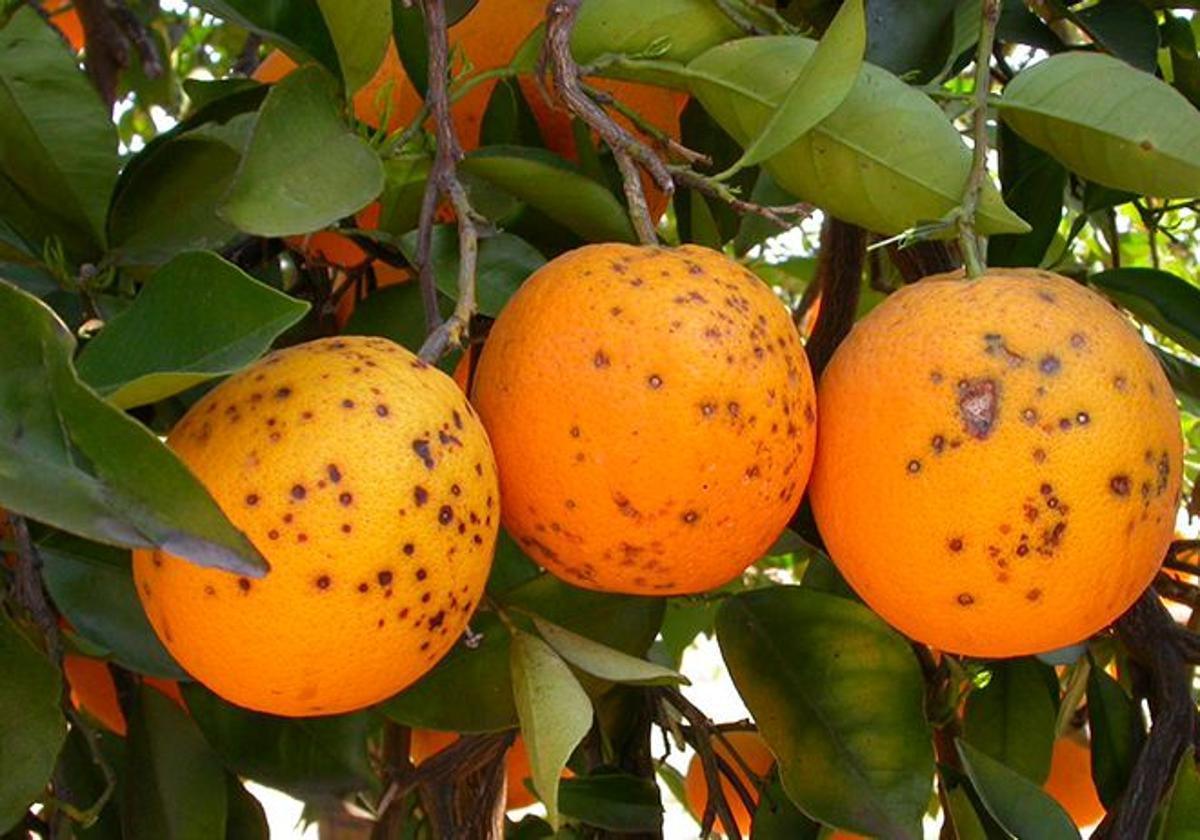 Imagen de archivo de naranjas importadas con mancha negra