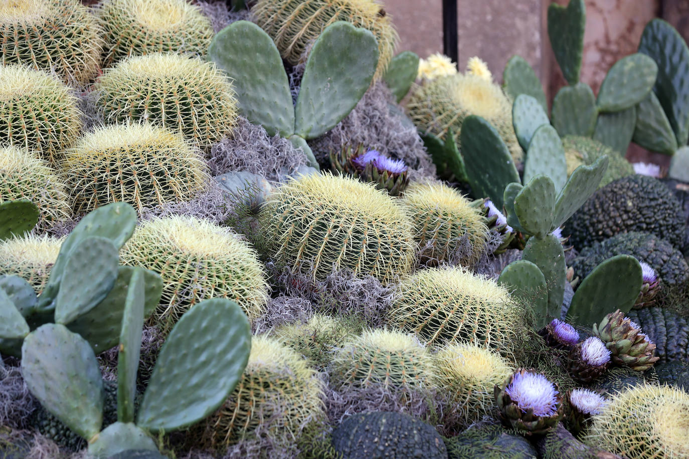 El incomparable espectáculo sensorial del Festival Flora de Córdoba, en imágenes