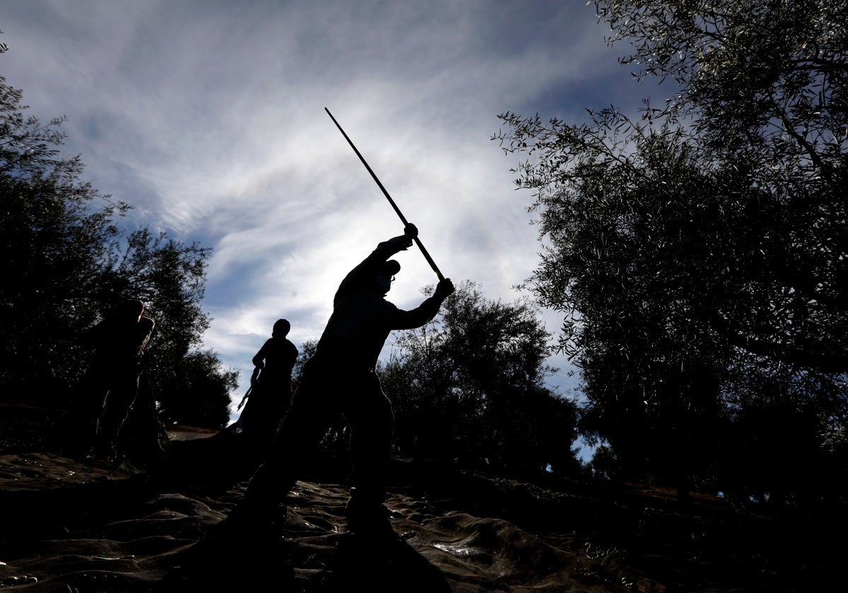 Jornaleros varean un olivo en una finca de Córdoba