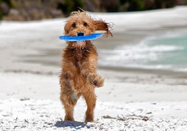 La presencia de perros en las playas de San Sebastián suscita quejas entre la población: «Te llenan de babas y los dueños de charla»