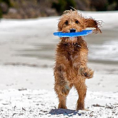 La presencia de perros en las playas de San Sebastián suscita quejas entre la población: «Te llenan de babas y los dueños de charla»
