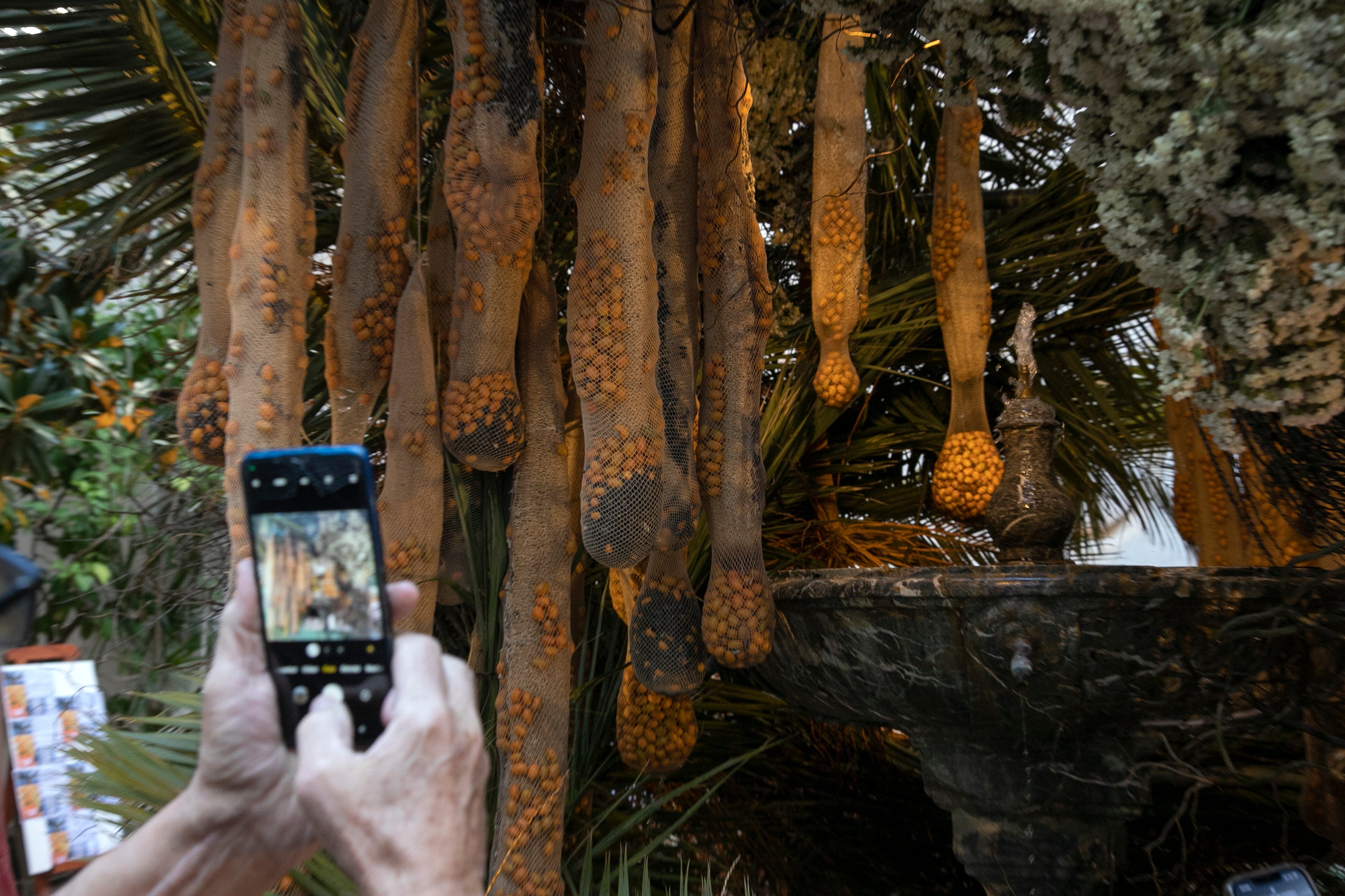 El ambiente en las instalaciones del Festival de Flora de Córdoba, en imágenes