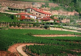 A Vilerma, el vino Ribeiro que embotella el paisaje con las uvas autóctonas del Valle del Avia