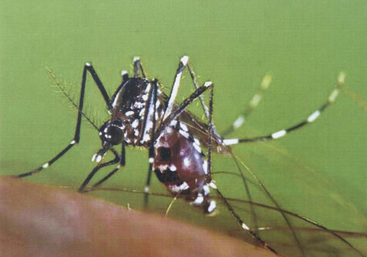 Mosquito tigre