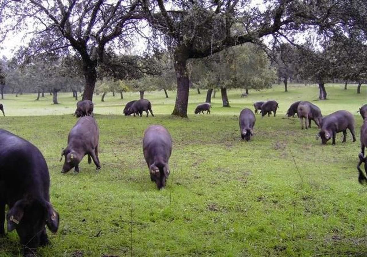 Cerdos ibéricos en la dehesa de Los Pedroches en una imagen de archivo