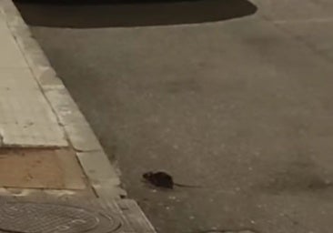 El PSOE pide la convocatoria del Consejo de Medio Ambiente para atajar la plaga de ratas