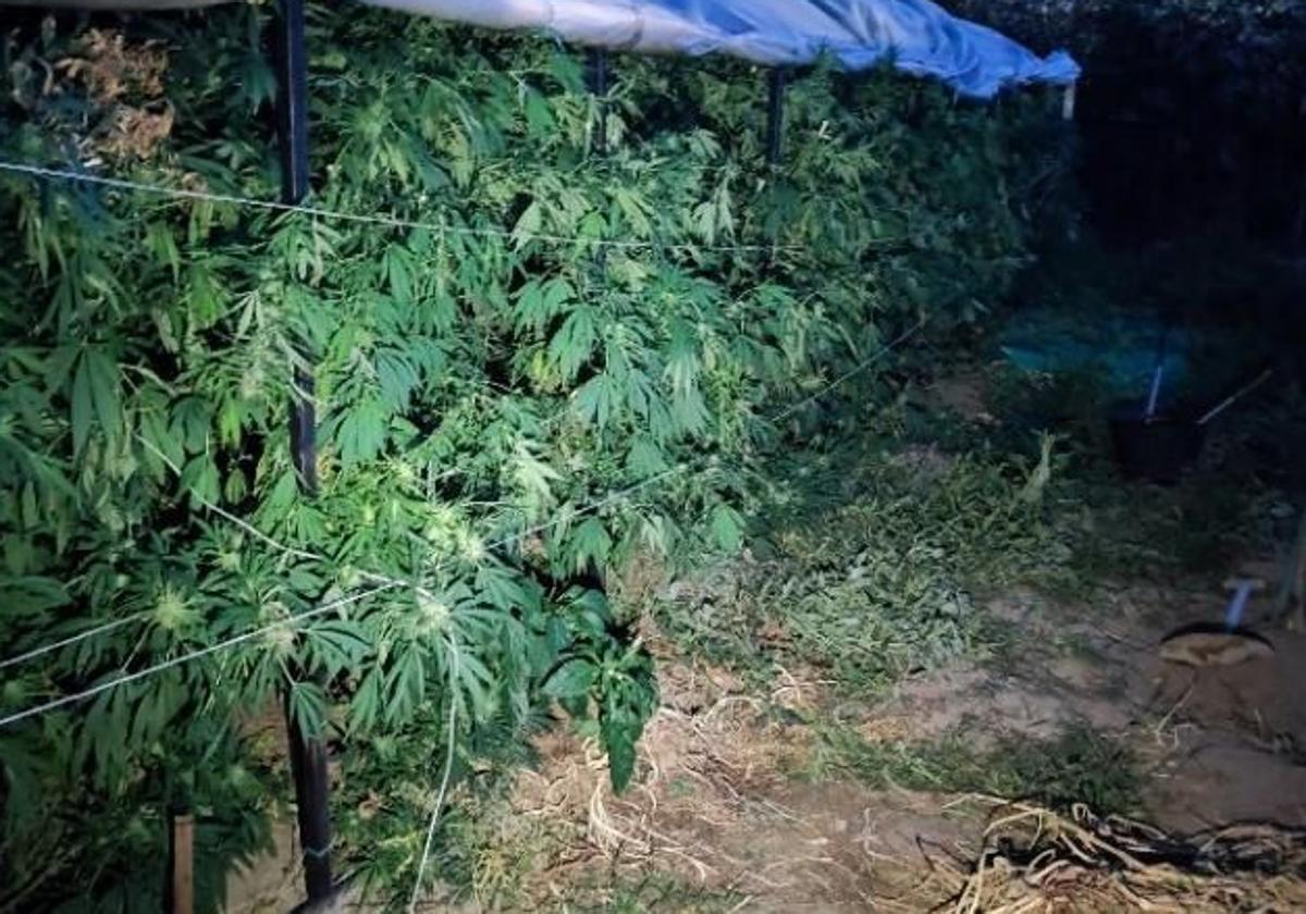 Plantas de marihuana en una imagen de archivo