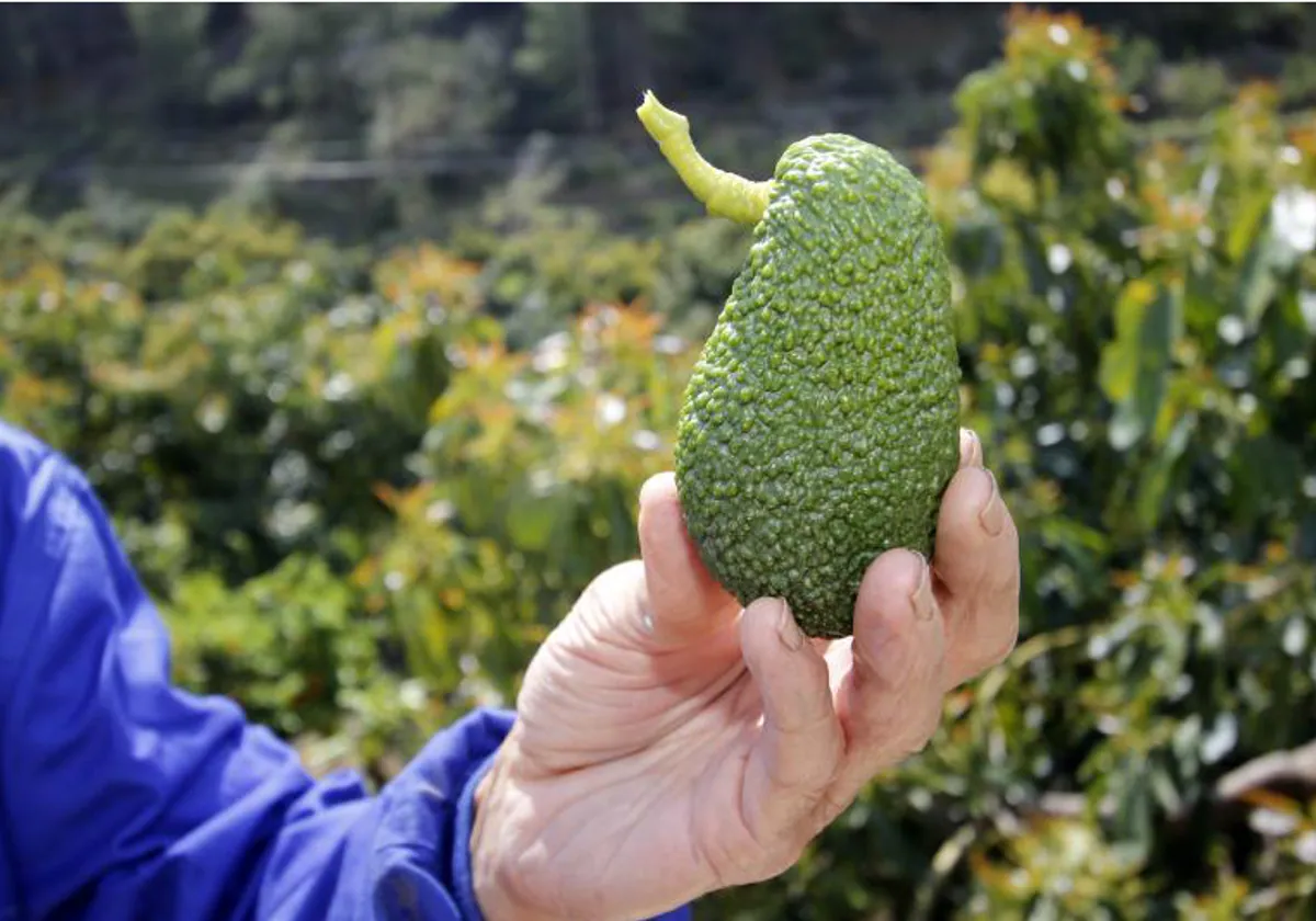 Un agricultor de la Comunidad Valenciana muestra un aguacate cultivado sin fitosanitarios prohibidos como los utilizados en Sudáfrica