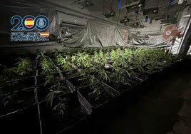 Nuevo golpe al cultivo de marihuana: otras 500 plantas en La Axarquía de Málaga