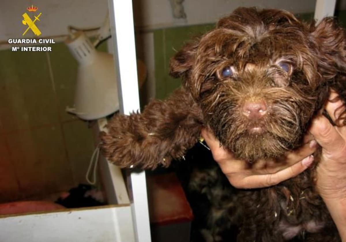 Imagen de archivo de un perro de raza Yorkshire en manos de un agente de la Guardia Civili