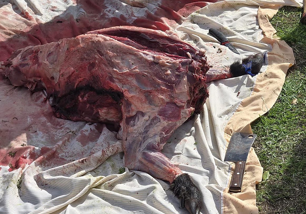 El tronco del jabalí descuartizado
