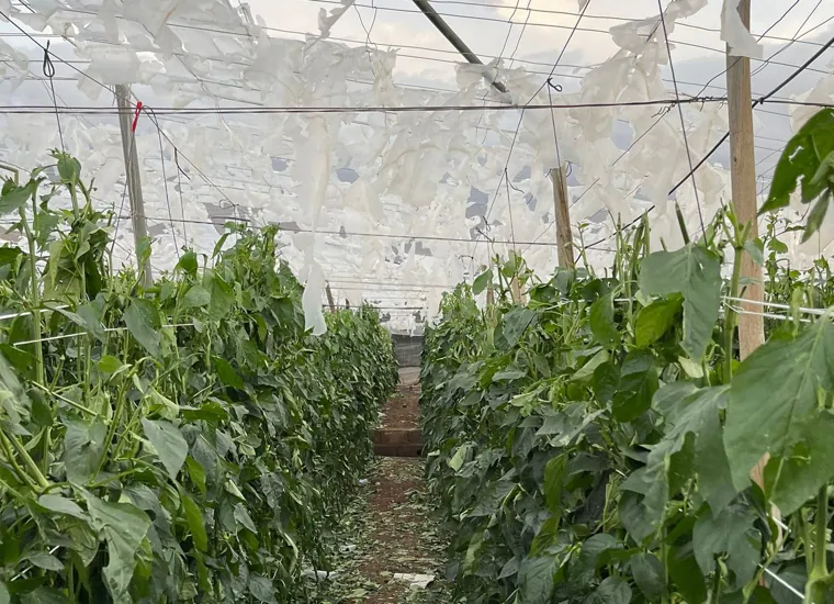 Uno de los cultivos de invernadero dañados por el granizo en El Ejido