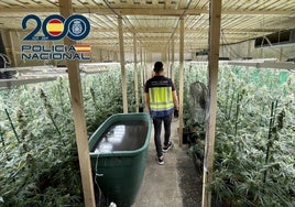 Un hilo de humo conduce a la Policía a una nave con mil plantas de marihuana cultivadas por un hombre en situación irregular en España