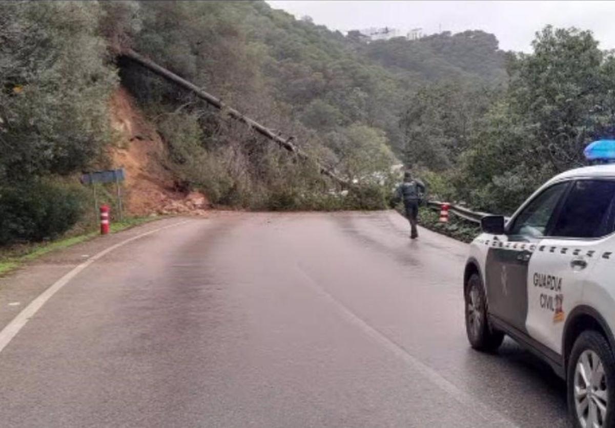 Un árbol obstruye la circulación en una carretera de Vejer