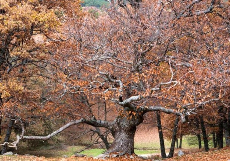 El bosque de castaños que está muy cerca de Madrid y cambia de color en otoño: dónde está y cómo llegar