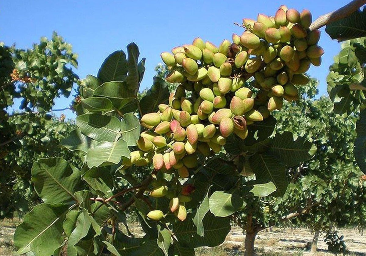 Castilla-La Mancha presentará el Plan Estratégico del Pistacho antes de que acabe el año