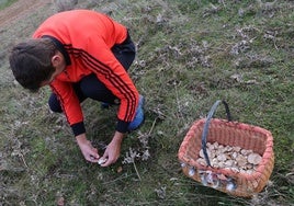 Los montes brindan una campaña micológica «como hacía tiempo»