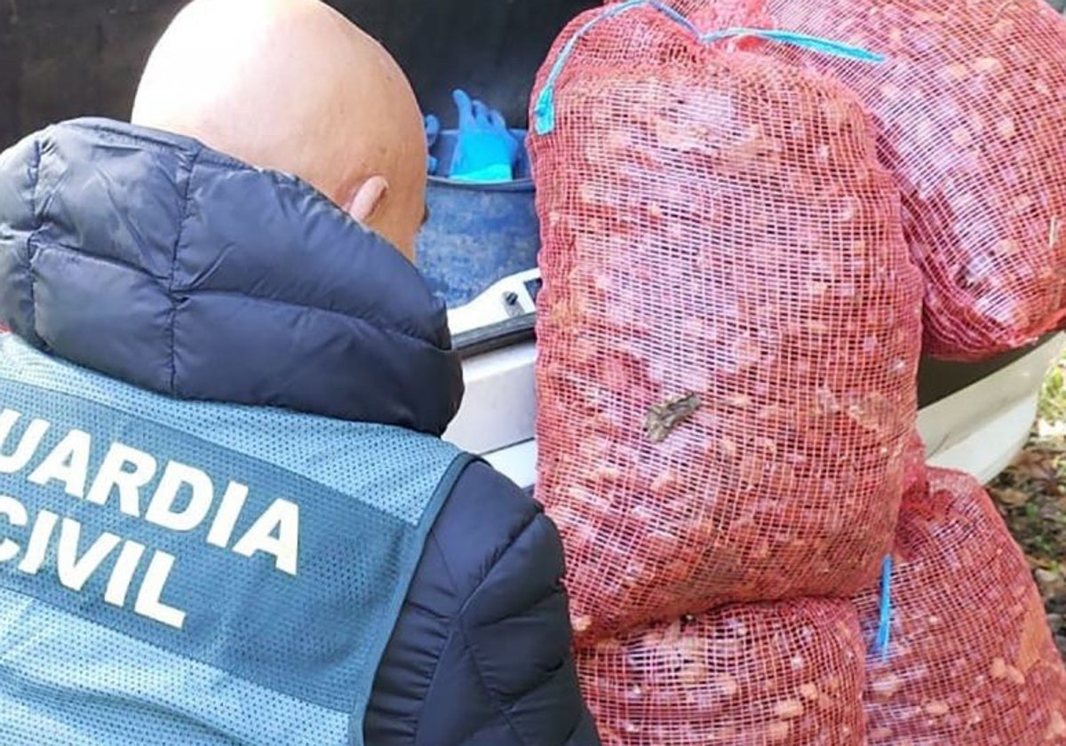 Dos investigados por robar 140 kilos de castañas en El Bierzo