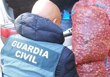 Dos investigados por robar 140 kilos de castañas en El Bierzo