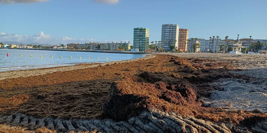 They experiment with the use of invasive Asian algae as compost in wastewater treatment plants