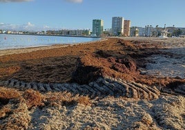 Experimentan el uso del alga asiática invasora como compost en las depuradoras