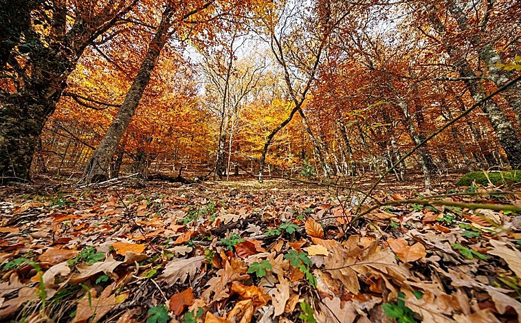 Imagen principal - Arriba, un aspecto del Hayedo en otoño. Abajo, izq., la senda del mirador; dcha, senda del río Jarama, 