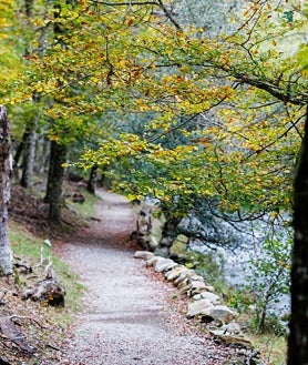 Imagen secundaria 2 - Arriba, un aspecto del Hayedo en otoño. Abajo, izq., la senda del mirador; dcha, senda del río Jarama, 
